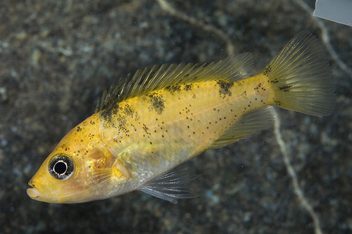 picture of Albino Redfin Piebald Hap. sp. Cichlid Reg                                                           Paralabidochromis sp. var. redfin piebald 'Albino'  