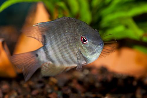 picture of Red Severum sp.