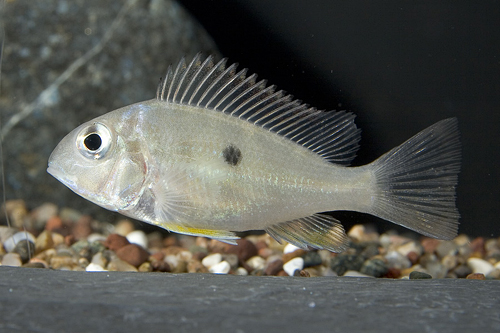 picture of Geophagus Altifrons Cichlid Reg                                                                      Geophagus altifrons var. Rio Areoes
