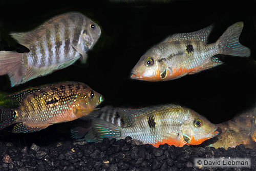 picture of Assorted South American Cichlid Med                                                                  Aequidens, Vieja, Nandopsis, Heros + sp.