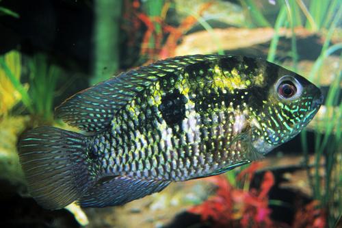 picture of Blue Acara Cichlid Med                                                                               Aequidens pulcher