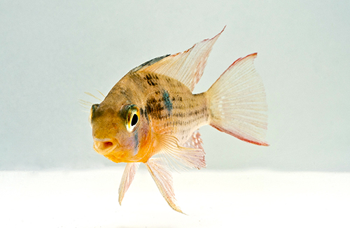 picture of Bolivian Ram Cichlid Sml                                                                             Mikrogeophagus altispinosa