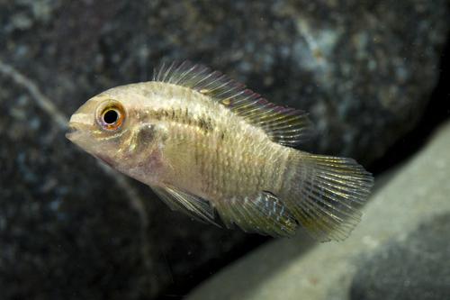 picture of Curviceps Cichlid Lrg                                                                                Laetacara curviceps