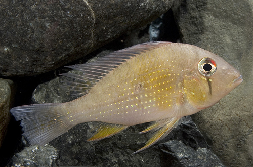 picture of Geophagus Surinamensis Cichlid M/S                                                                   Geophagus surinamensis