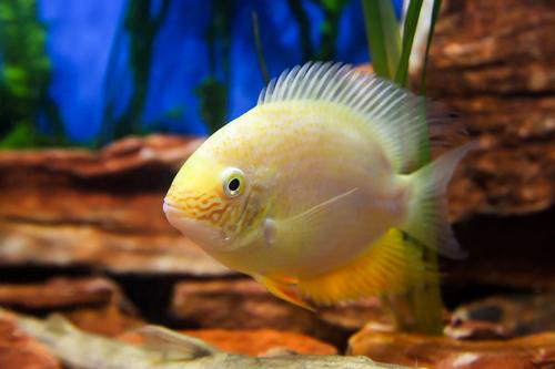 picture of Gold Severum Cichlid Sml                                                                             Heros severus 'Gold'