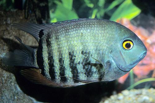 picture of Green Severum Cichlid Med                                                                            Heros severus