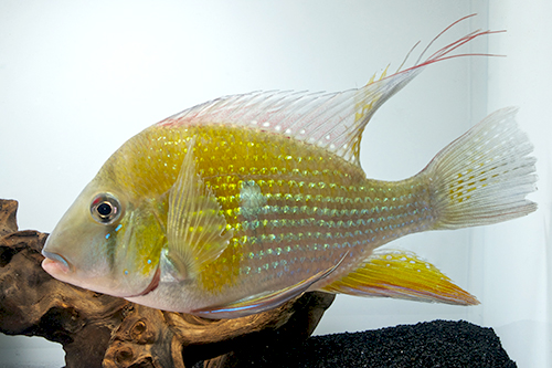 picture of Acarichthys Heckelii Cichlid Med                                                                     Acarichthys heckelii