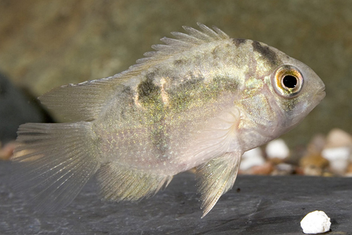 picture of Keyhole Cichlid Sml                                                                                  Cleithracara maronii