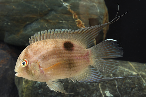 picture of Keyhole Cichlid Med                                                                                  Cleithracara maronii