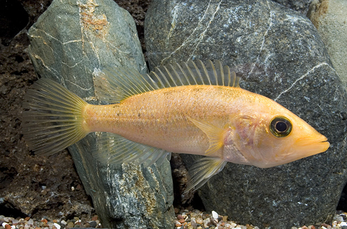 picture of Red Snook Cichlid Xlg                                                                                Petenia splendida