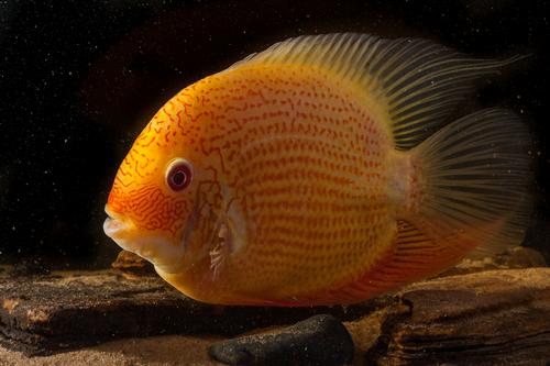 picture of Red Spot Gold Severum Cichlid Sml                                                                    Heros severus
