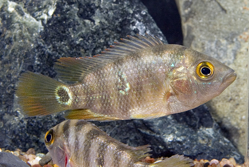 picture of Mayan Red Terror Cichlid Med                                                                         Nandopsis urophthalmus