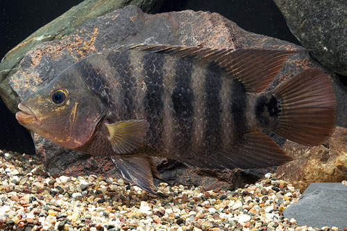 picture of Mayan Red Terror Cichlid Shw                                                                         Nandopsis urophthalmus