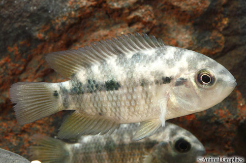 picture of Red Ceibal Australoheros sp. Cichlid Reg                                                             Australoheros sp. 'Red Ceibal'