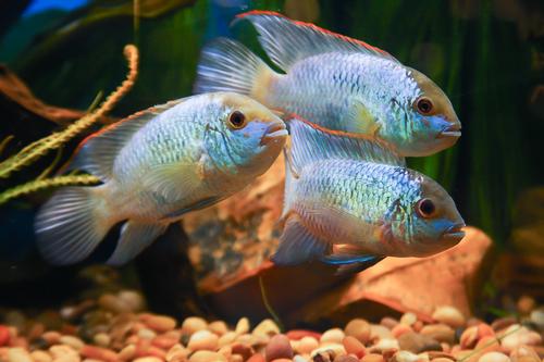 picture of Electric Blue Acara Lrg                                                                              Aequidens pulcher