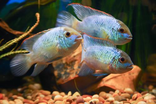 picture of Electric Blue Acara Xlg                                                                              Aequidens pulcher