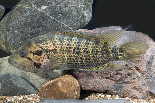 picture of Motaguense Cichlid Lrg                                                                               Parachromis motaguensis 