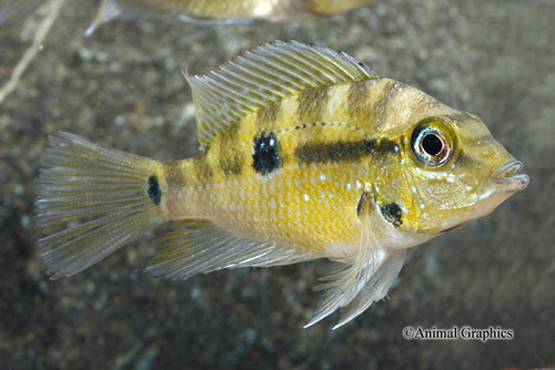 picture of Thorichtys Pasionis Cichlid Reg                                                                      Thorichthys pasiones