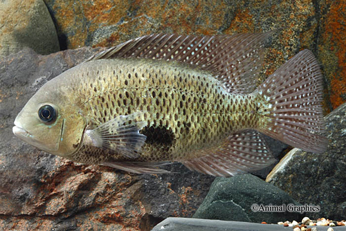 picture of Herichthys Pearsei Cichlid Med                                                                       Herichthys pearsei