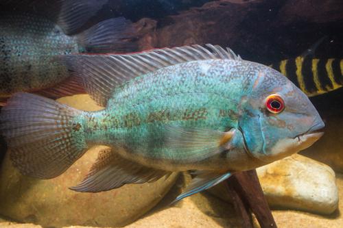 picture of True Parrot Cichlid Med                                                                              Hoplarchus psittacus