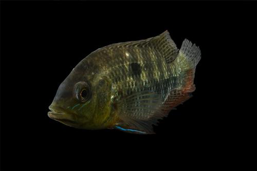 picture of Basket Mouth Cichlid Colombia Xlg                                                                    Chaetobranchus flavescens
