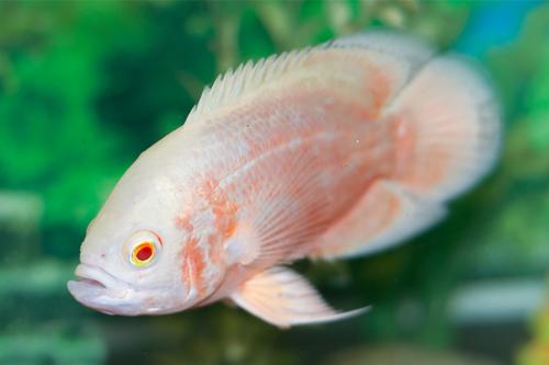 picture of Albino Red Oscar Sml                                                                                 Astronotus ocellatus 'Albino Red'