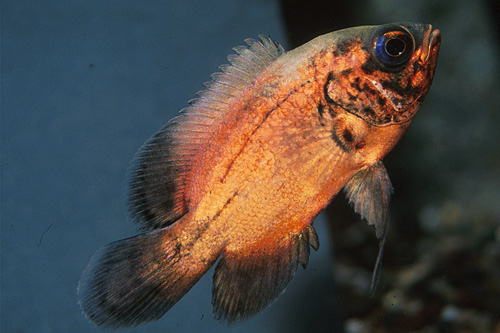 picture of Red Oscar Sml                                                                                        Astronotus ocellatus