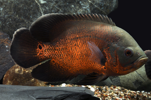 picture of Red Oscar Med                                                                                        Astronotus ocellatus