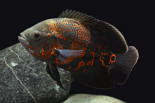 picture of Tiger Oscar Med                                                                                      Astronotus ocellatus