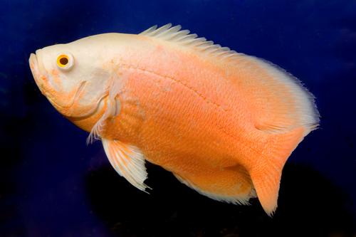 picture of Albino Ruby Oscar M/L                                                                                Astronotus ocellatus 'Albino Ruby'