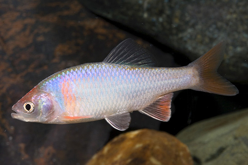picture of Redfin Shiner Sml                                                                                    Cyprinella lutrensis