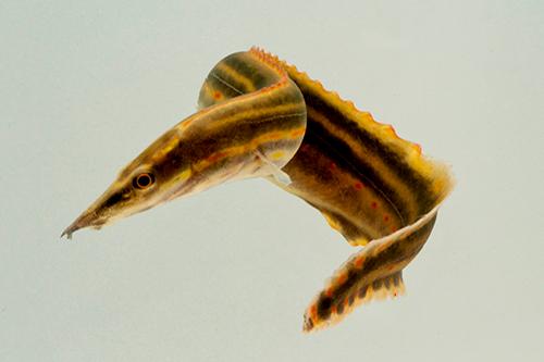 picture of Fire Eel Reg                                                                                         Mastacembelus erythrotaenia