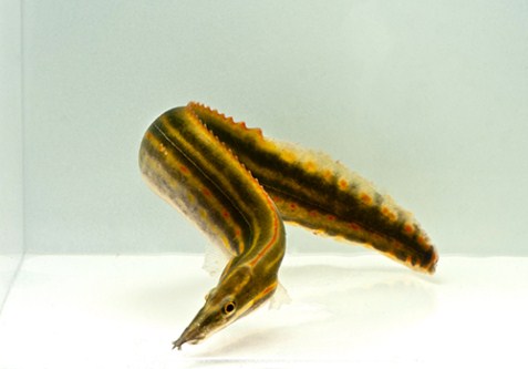 picture of Fire Eel Med                                                                                         Mastacembelus erythrotaenia
