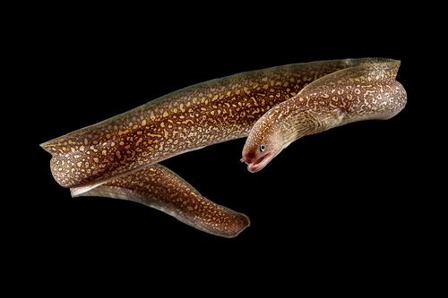 picture of Snowflake Freshwater Moray Eel Med                                                                   Gymnothorax sp.