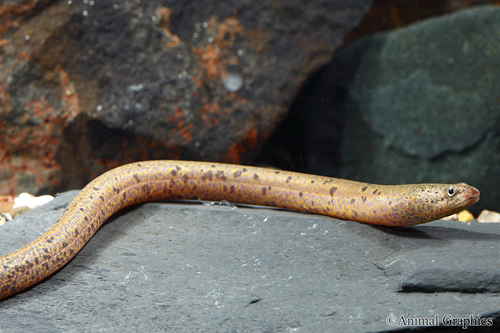 picture of Marbled Eel Peru Reg                                                                                 Synbranchus marmoratus