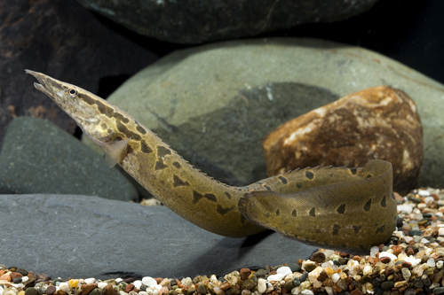 picture of Black Spotted Eel Lrg                                                                                Mastacemblus dayi