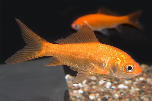 picture of Feeder Comet 500 Count                                                                               Carassius auratus