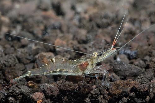 picture of Ghost Shrimp Quarter Box                                                                             Natantia gen. sp.