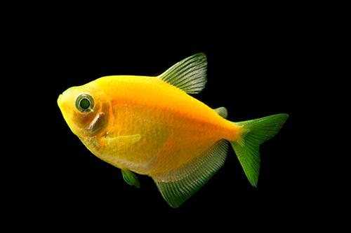 picture of GloFish® Sunburst Orange® Tetra Reg                                                                  Gymnocorymbus ternetzi
