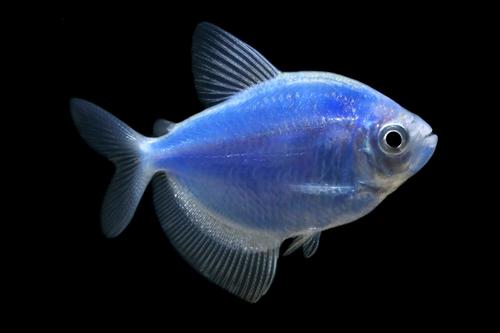 picture of Glofish® Cosmic Blue® Tetra Reg                                                                      Gymnocorymbus ternetzi