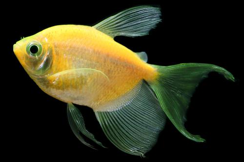 picture of GloFish® Long-Fin Sunburst Orange® Tetra Reg                                                         Gymnocorymbus ternetzi