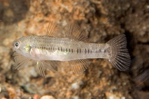 picture of Pearl Goby Reg                                                                                       Gobioides sagitta