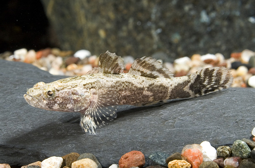 picture of Marble Goby Med                                                                                      Oxyeleotris marmoratus