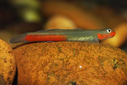 picture of Red Lipstick Goby Reg                                                                                Sicyopus jongkasi