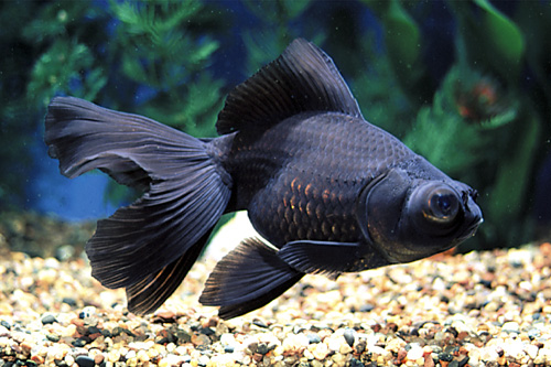 picture of Black Moor Goldfish Reg                                                                              Carassius auratus