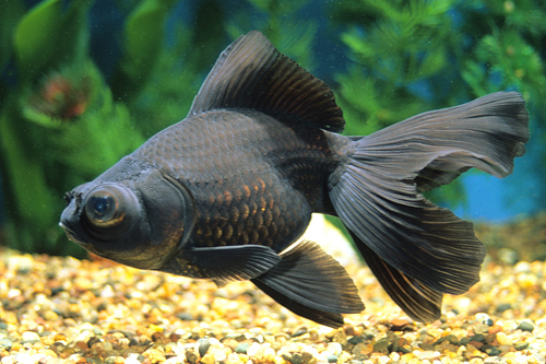 picture of Black Moor Goldfish Med                                                                              Carassius auratus