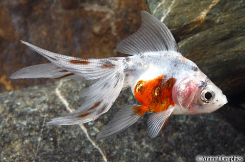 picture of Calico Fantail Goldfish Med                                                                          Carassius auratus