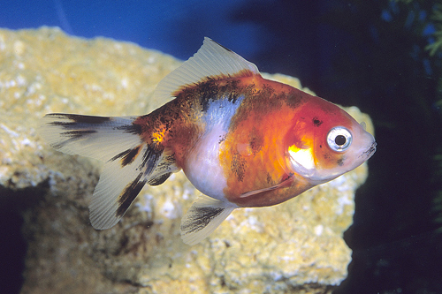 picture of Calico Fantail Goldfish Shw                                                                          Carassius auratus