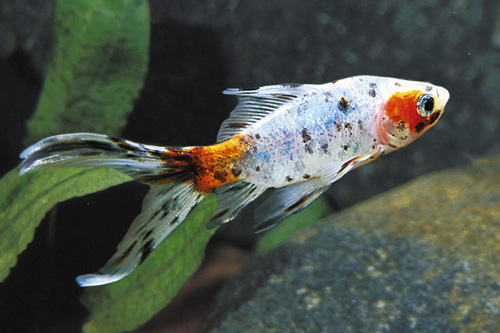 picture of Calico Shubunkin Goldfish Sml                                                                        Carassius auratus