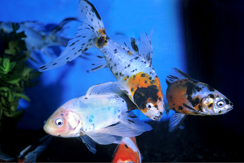 picture of Calico Shubunkin Goldfish M/S                                                                        Carassius auratus